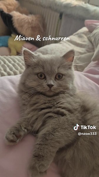 #schnurren #miauen #kitten #katze