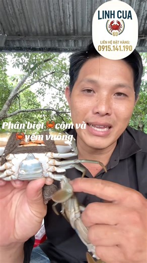 Cách Phân Biệt CUA CỐM và CUA YẾM VUÔNG Chuẩn Nhất #sho