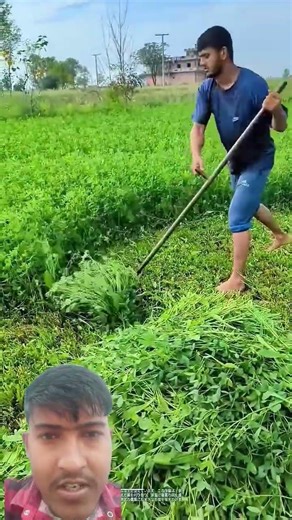 Grass cutting techniques: Farmers' wisdom fosters livestock health