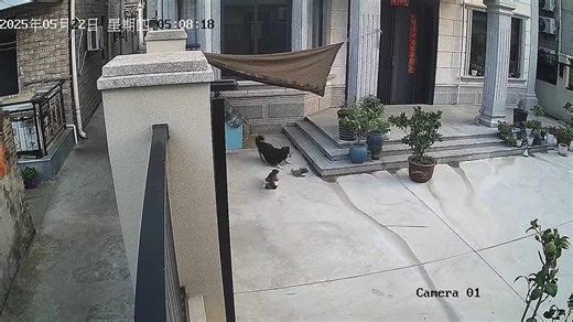 Fearless mother cat rescues kitten from dog's jaws