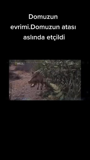 Wild Boar Evolution in Natural Habitat