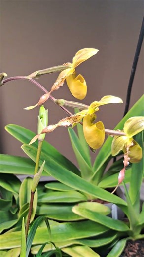 Paphiopedilum honey
