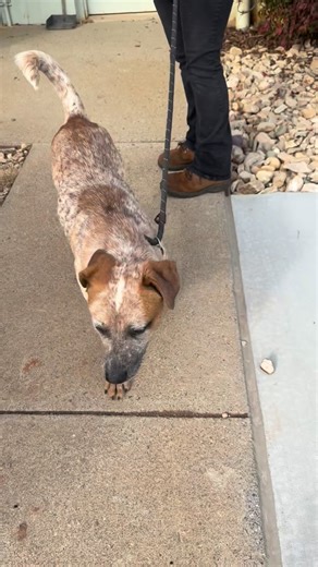 2025 wasn’t the best year for Red, our December Pet of the Month. He and his two siblings found themselves at the Bedford County Animal Shelter. Let’s help Red kick off the new year on the right foot (or paw) with a loving family! 🐶 🔗 shelter info: www.bedfordcountyva.gov/shelter | Bedford County, Virginia