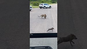 Greedy leopard wants 2 baby warthogs 🥺- Video by LS | Ruby Life