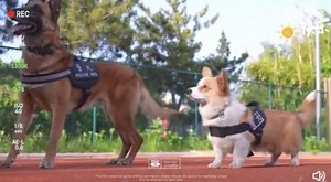 Short legs but agile! 🐶 Fu Zai, China's first and only #corgi police #dog showed incredible synchronization with his long-legged colleague. #policedog #cute | Shanghai Daily 上海日报
