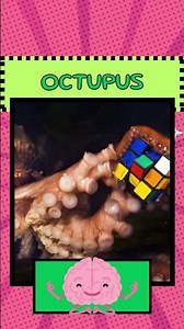 👉 Octopus vs Human 🐙🧑 | FACT SHOCK