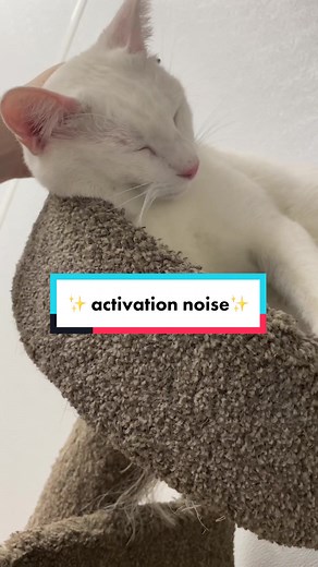 Mesmerizing Cat Activation Sounds: Explained