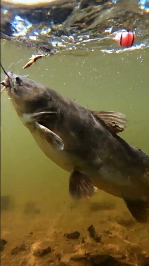 🤯 CRAZY Fish BITE the BAIT! 🐟 You Won't BELIEVE What Happens Next! 🎣