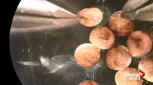 Scientists create ‘living robots’ from frog stem cells