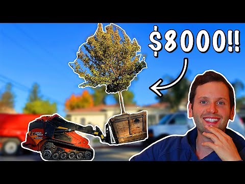 Installing HUGE 48" Box Trees (Weekly Episode 003)