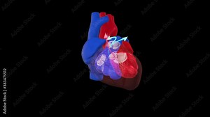The 3d visualisation is showing a rhythmical contraction (heart beating) of the human heart. The arrows demonstrating the circulatory system of the heart. Loop