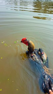 Swimming 🏊‍♂️🏊‍♂️🏊‍♂️ka time agaya mere bachee- [ ] #fyp - [ ] #exploremore #foreyoupage #viralreels #explorepage #foryoupage #boostyourreels #trendingreels #growoninstagram #dailygrow #reachmorepeople #mohitxgrowthh #instaviews #reelsviews #reelitfeelit - [ ] #boostmyreels | Dorababu Farms
