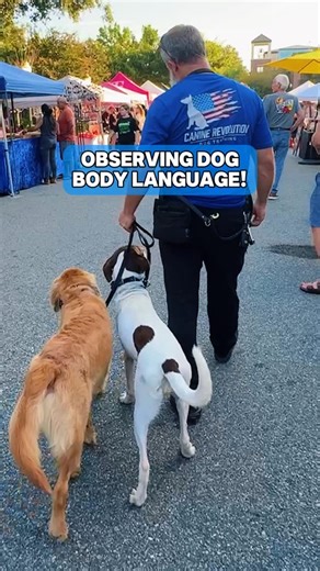 423 reactions · 11 comments | Dog Trainer Chris breaking down some dog body language 類 #dogs #dogtrainer #dogtraining #dogbodylanguage #goldenretriever | Canine Revolution Dog Training | Facebook