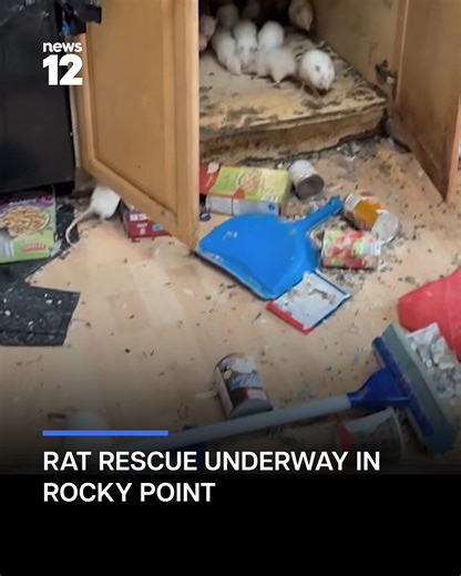 RAT RESCUE: Efforts underway to save rats from now-condemned Rocky Point home. https://bit.ly/4jDaItP | News 12