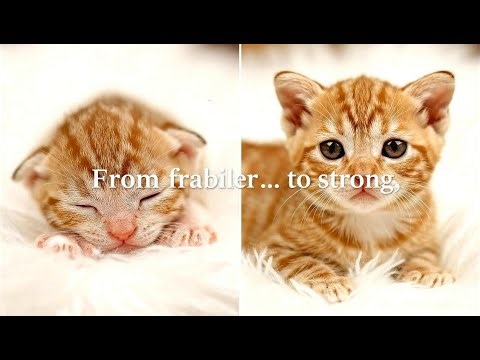 I Watched a Kitten Grow Up for 1 Year and Here's What Happened