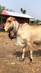 #cow #cows #farm #cowsofinstagram #cattle #animals #nature #farmlife #milk #calf #love #farming #animal #cowstagram #dairy #bull #photography #moo #cowgirl #highlandcow #dairyfarm #farmer #k #agriculture #cowlove #babycow #agro #art #vaca #happycows | desi Cow farm