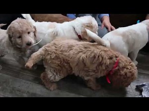 Miniature Labradoodle Puppies For Sale