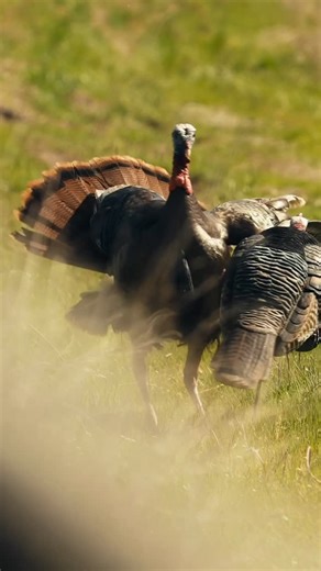 Hawke Optics USA on Instagram: "Some prefer to shoot a bead, some prefer a reflex but @backwoodslifetv prefers the Hawke Vantage micro Turkey Scope for good reason! True 1 power allows you to shoot both eyes open like a reflex but gives you more magnification when you need it up to 4x. Weighing only 11 ounces, you’re still mobile for run and gun situations. Come by the NWTF Booth and check one out for yourself!"