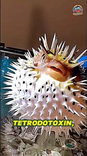 World’s Most Dangerous Dinner 🐡 💀 #fugu #pufferfish #toadfish #ballonfish #japanesefood
