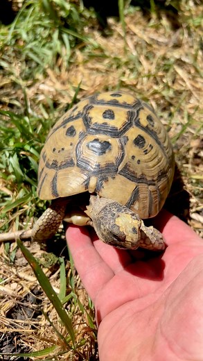 Friendliest little tortoise! 🥹 #greektortoise #testudograeca #babytortoise #babyturtle #gardenstatetortoise #otistheturtle #cuteanimals #wildlifeplanet | Garden State Tortoise