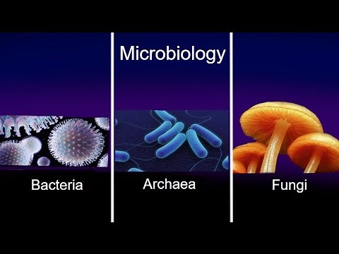 Microbiology: Archaea