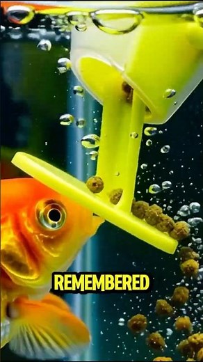 Goldfish Memory Myth BUSTED! 🐠🧠 (It’s Not 3 Seconds)