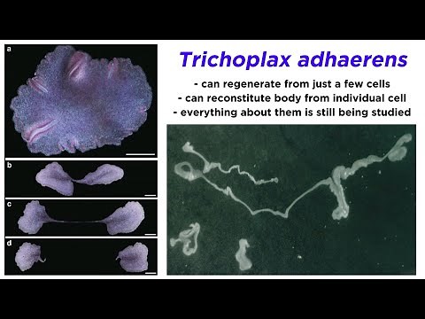 Phylum Placozoa: Plate Animals