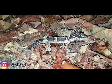 Satpura leopard gecko in wild. World's first ever proper video of Eublepharis satpuraensis in wild.