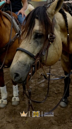 Team roping is complete! 😮‍💨 Next up… 𝓡𝓸𝔂𝓪𝓵 𝓒𝓻𝓸𝔀𝓷 breakaway and calf roping! Tune in! 👉🏻 Live Feed: xftr.net/rcrc25 Videos: XFRundelivery.com 🎥🐴: “Dreamy JJ” Stallion owned by: Rising Sun Quarter Horses and rode by Luke Atchison | X Factor Roping