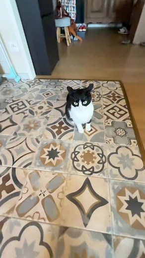 383K views · 81K reactions | Flight mode engaged, human interaction terminated ✈️ | Lilochipie | Facebook