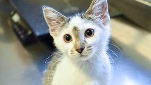 Kitten saved from abuse, now in care of ARL