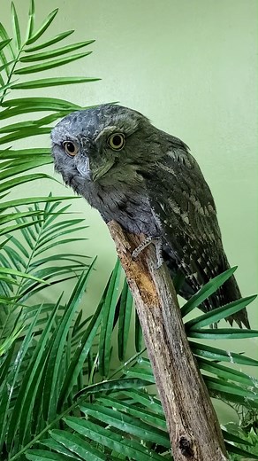 3.8K views · 239 reactions | #DidYouKnow Tawny Frogmouths are often mistaken for owls? While they share similar physical qualities, like large heads, huge eyes, and fringed feathers that give them the ability to fly silently, they aren’t owls. Tawny Frogmouths are actually part of the nightjar family, a grouping characterized by its long wings, short legs and short bills! #BirdFact | National Aviary | Facebook