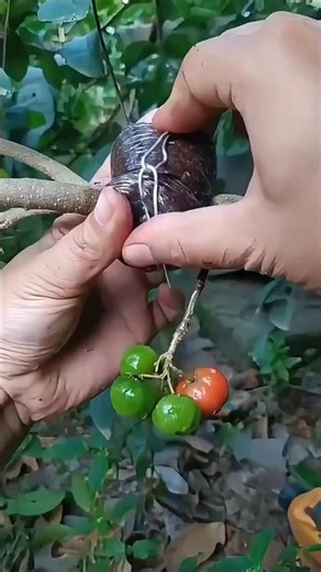 Air Layer Any Fruit Tree in 3 Steps #propagation #gardening #plantgrowth