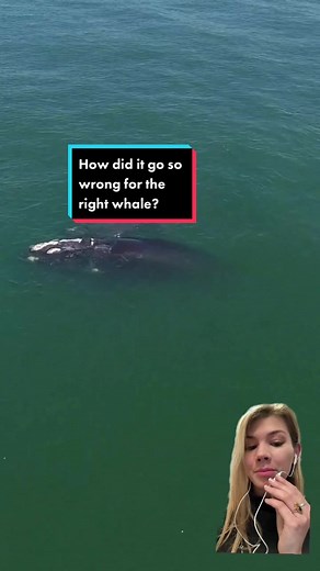 How did things go so wrong for the right whale? 🐋 #TikTokForGood #TikTokPartner #RightWhaleToSave