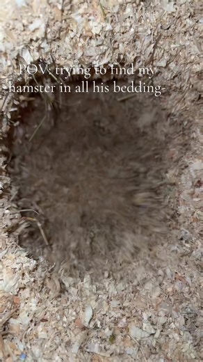 Finding My Hamster in His Bedding