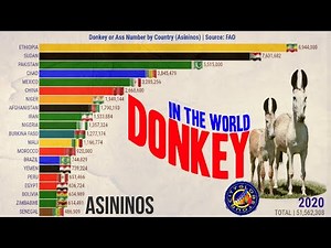 Largest Number Donkeys in The World by Country