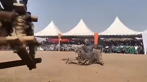 #Tradition Sénoufo est la meilleure au monde. Le maître du feu de N'dara, Sitionon Lenitié en action depuis le Festival Porlahla 😱🔥😍 | Boundiali FLASH INFOS