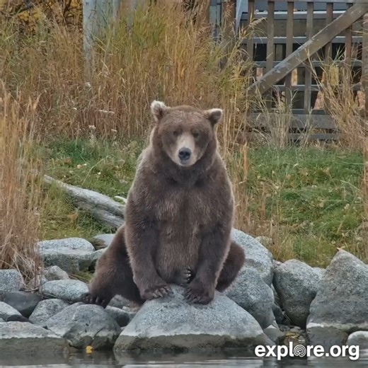 "Now what?" | explore.org