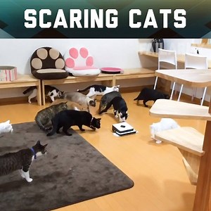 29M views · 223K reactions | This is why my cat hates me | FailArmy | Facebook