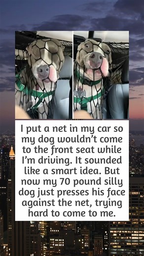 Dog covered by net in car 🥅 🐶