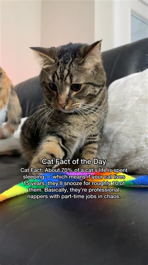 Cat FACT: Around 70% of a cat’s life is spent sleeping—professional nappers, part-time chaos coordinators. 💤 | Chip The Manx