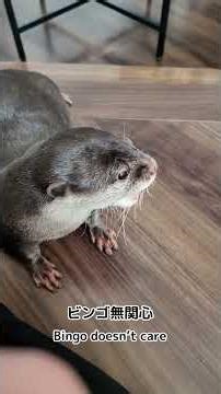 Otters reaction to their favorite toy again