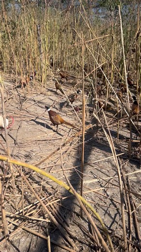 Here’s an update on what our oldest birds are looking like right now. These guys showed up as chicks in April. Going on 6 months old! | Pete’s Pheasant Farm