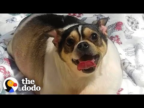 Chunky Chihuahua Loses Half His Body Weight | The Dodo