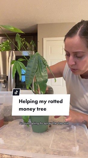 Money Tree Plant Rot Rescue and Care Guide