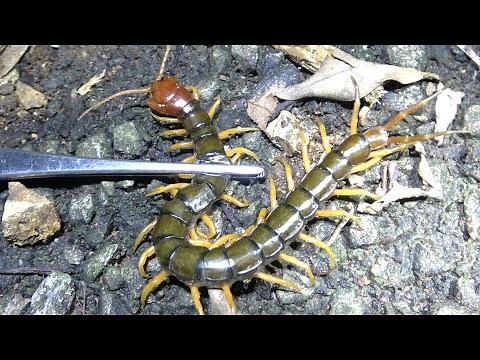 石垣島昆虫採集記 弾丸強行軍編【ノンフィクションドキュメンタリー】