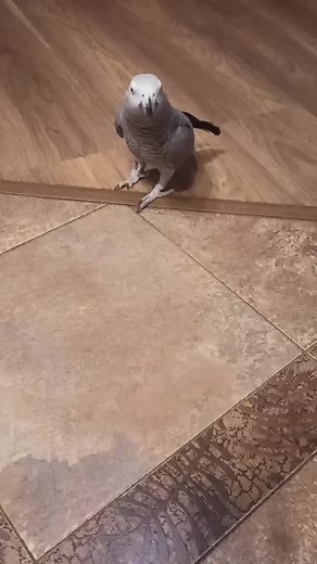 African Grey Parrot: Stunning Plumage and Behaviors