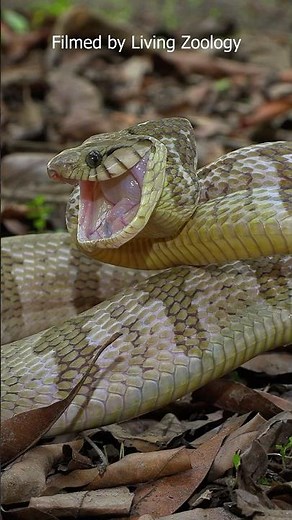 Wildlife (SNAKES Too) Is Amazing!