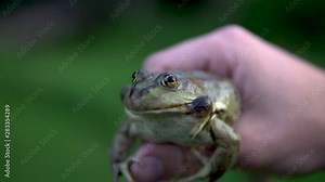 A big green toad in a man's hand. Toad defends inflates bubbles on cheeks