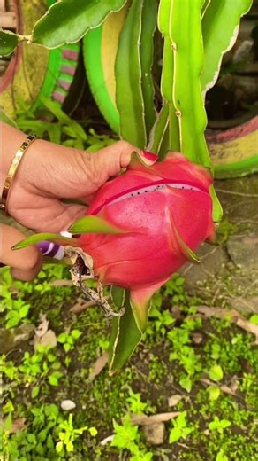 Dragon Fruit #dragonfruit